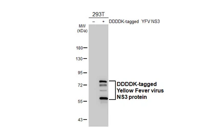 Anti-Yellow Fever virus NS3 protein antibody [HL6232] used in Western Blot (WB). GTX648324