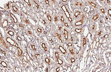 Anti-CD13 antibody [HL6252] used in IHC (Paraffin sections) (IHC-P). GTX648344