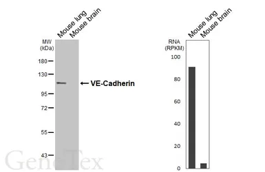 Anti-VE-Cadherin antibody [HL6262] used in Western Blot (WB). GTX648354