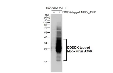 Anti-Mpox virus A35R antibody [HL6293] used in Western Blot (WB). GTX648395