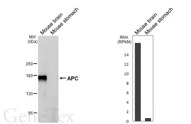 Anti-APC antibody [HL6320] used in Western Blot (WB). GTX648430