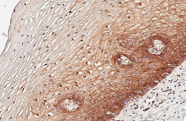Anti-beta 2 Adrenergic Receptor antibody [HL6329] used in IHC (Paraffin sections) (IHC-P). GTX648439