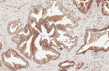 Anti-beta 2 Adrenergic Receptor antibody [HL6329] used in IHC (Paraffin sections) (IHC-P). GTX648439