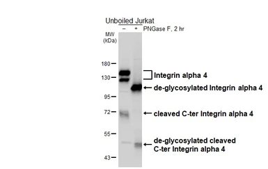 Anti-Integrin alpha 4 antibody [HL6340] used in Western Blot (WB). GTX648450
