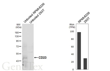 Anti-CD23 antibody [GT413] used in Western Blot (WB). GTX648783