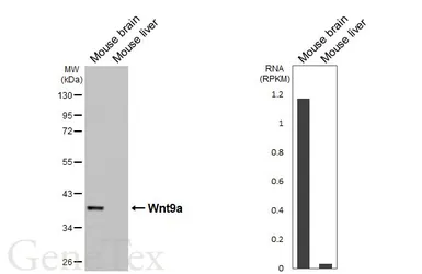 Anti-Wnt9a antibody [HL6370] used in Western Blot (WB). GTX648809