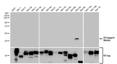 Anti-Wnt9a antibody [HL6370] used in Western Blot (WB). GTX648809