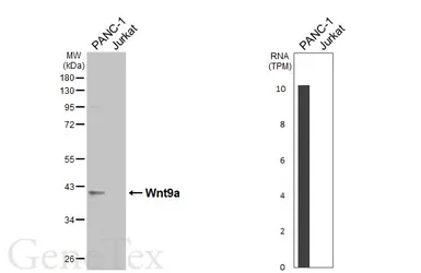 Anti-Wnt9a antibody [HL6370] used in Western Blot (WB). GTX648809
