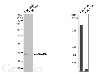 Anti-Wnt9a antibody [HL6370] used in Western Blot (WB). GTX648809