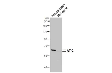 Anti-ATIC antibody [HL6383] used in Western Blot (WB). GTX648822