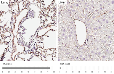 Anti-CD146 antibody [HL6385] used in IHC (Paraffin sections) (IHC-P). GTX648824