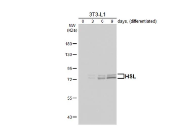 Anti-HSL antibody [HL6391] used in Western Blot (WB). GTX648830