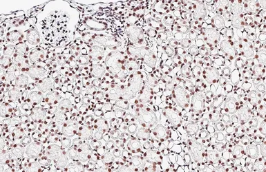 Anti-DDX23 antibody [HL6398] used in IHC (Paraffin sections) (IHC-P). GTX648843