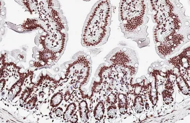 Anti-DDX23 antibody [HL6398] used in IHC (Paraffin sections) (IHC-P). GTX648843