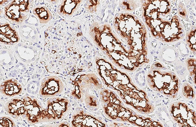 Anti-CD13 antibody [HL6422] used in IHC (Paraffin sections) (IHC-P). GTX648867