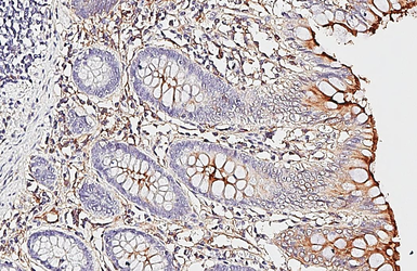 Anti-CD13 antibody [HL6422] used in IHC (Paraffin sections) (IHC-P). GTX648867