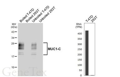 Anti-MUC1 antibody [HL6424] used in Western Blot (WB). GTX648869