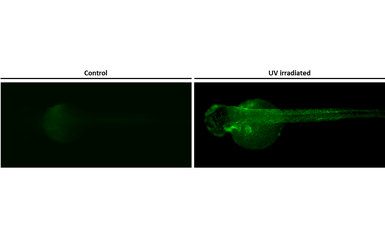 Anti-Histone H2A.XS139ph (phospho Ser139) antibody [HL4533-MS] used in IHC (Whole mount) (IHC-Wm). GTX648885