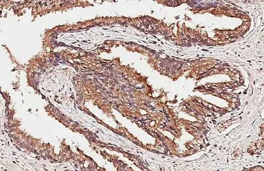 Anti-RAB3B antibody [HL6442] used in IHC (Paraffin sections) (IHC-P). GTX648890