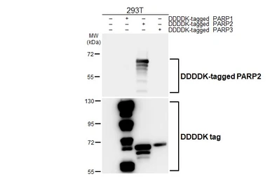 Anti-PARP2 antibody [HL6449] used in Western Blot (WB). GTX648897