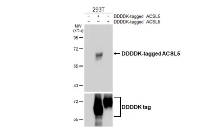 Anti-ACSL5 antibody [HL6450] used in Western Blot (WB). GTX648898
