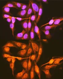 Anti-PCBP1 antibody used in Immunocytochemistry/ Immunofluorescence (ICC/IF). GTX64891