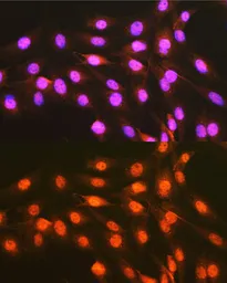 Anti-PCBP1 antibody used in Immunocytochemistry/ Immunofluorescence (ICC/IF). GTX64891