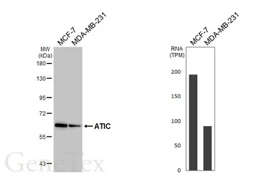 Anti-ATIC antibody [HL6465] used in Western Blot (WB). GTX648913