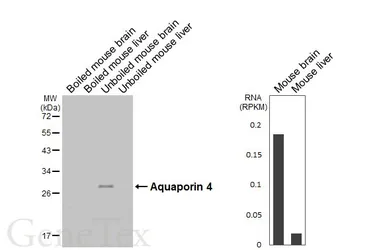 Anti-Aquaporin 4 antibody [HL6477] used in Western Blot (WB). GTX648925