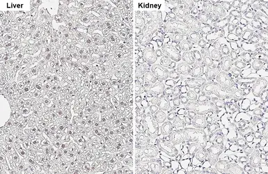 Anti-C/EBP alpha antibody [HL6484] used in IHC (Paraffin sections) (IHC-P). GTX648932