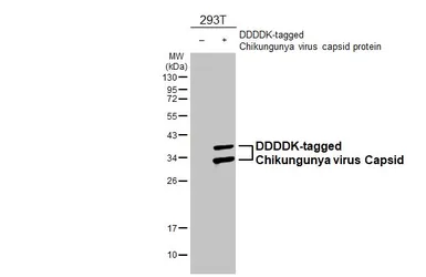 Anti-Chikungunya virus Capsid antibody [HL6530] used in Western Blot (WB). GTX648986