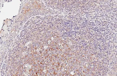 Anti-Flotillin 2 antibody [HL6531] used in IHC (Paraffin sections) (IHC-P). GTX649001