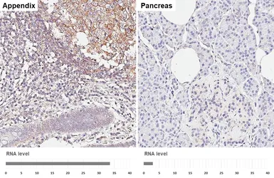 Anti-Flotillin 2 antibody [HL6531] used in IHC (Paraffin sections) (IHC-P). GTX649001