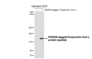 Anti-Oropouche virus L protein antibody [HL6541] used in Western Blot (WB). GTX649011