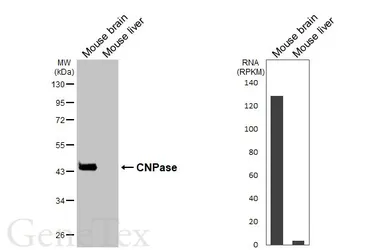 Anti-CNPase antibody [HL6556] used in Western Blot (WB). GTX649026