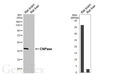 Anti-CNPase antibody [HL6556] used in Western Blot (WB). GTX649026