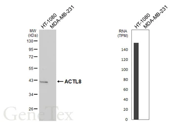 Anti-ACTL8 antibody [HL6559] used in Western Blot (WB). GTX649029