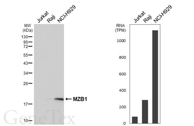 Anti-MZB1 antibody [HL6562] used in Western Blot (WB). GTX649032