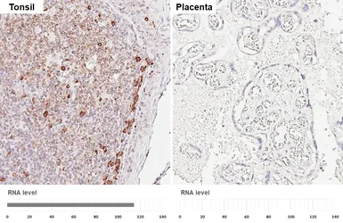Anti-PACAP antibody [HL6563] used in IHC (Paraffin sections) (IHC-P). GTX649033