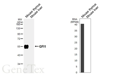 Anti-GFI1 antibody [HL6576] used in Western Blot (WB). GTX649046