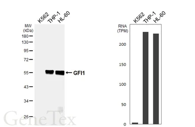 Anti-GFI1 antibody [HL6576] used in Western Blot (WB). GTX649046