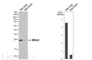 Anti-RRAS antibody [HL6633] used in Western Blot (WB). GTX649333