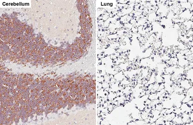 Anti-Kv4.2 antibody [GT433] used in IHC (Paraffin sections) (IHC-P). GTX649342