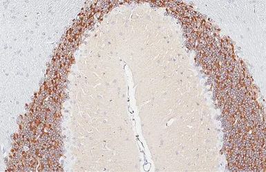 Anti-Kv4.2 antibody [GT433] used in IHC (Paraffin sections) (IHC-P). GTX649342