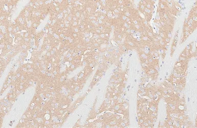 Anti-Kv4.2 antibody [GT433] used in IHC (Paraffin sections) (IHC-P). GTX649342
