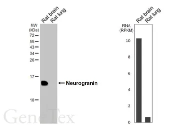 Anti-Neurogranin antibody [HL6640] used in Western Blot (WB). GTX649349