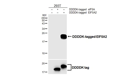 Anti-EIF5A2 antibody [HL6662] used in Western Blot (WB). GTX649371