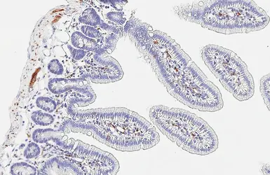 Anti-SNAP25 antibody [HL6681] used in IHC (Paraffin sections) (IHC-P). GTX649392