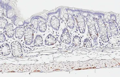 Anti-SNAP25 antibody [HL6681] used in IHC (Paraffin sections) (IHC-P). GTX649392