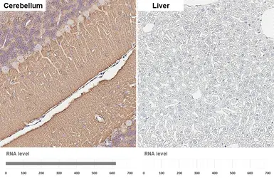 Anti-SNAP25 antibody [HL6681] used in IHC (Paraffin sections) (IHC-P). GTX649392
